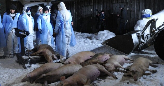 Afrykański pomór świń zagraża powiatowi