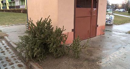 Co Z Choinkami Po świętach? W...