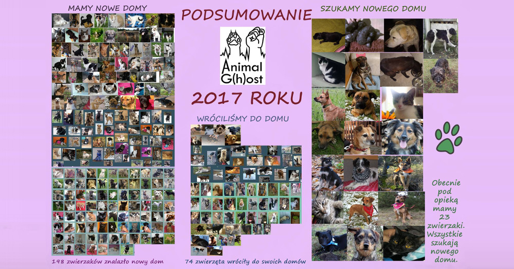 Animal Ghost podsumowuje rok 2017. Te liczby robią wrażenie