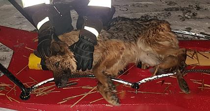 Strażacy Uratowali Psa. Pod ...