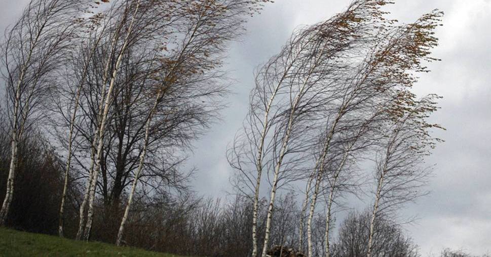 Meteorolodzy ostrzegają: będzie wietrznie. Prognoza dla Gostynina