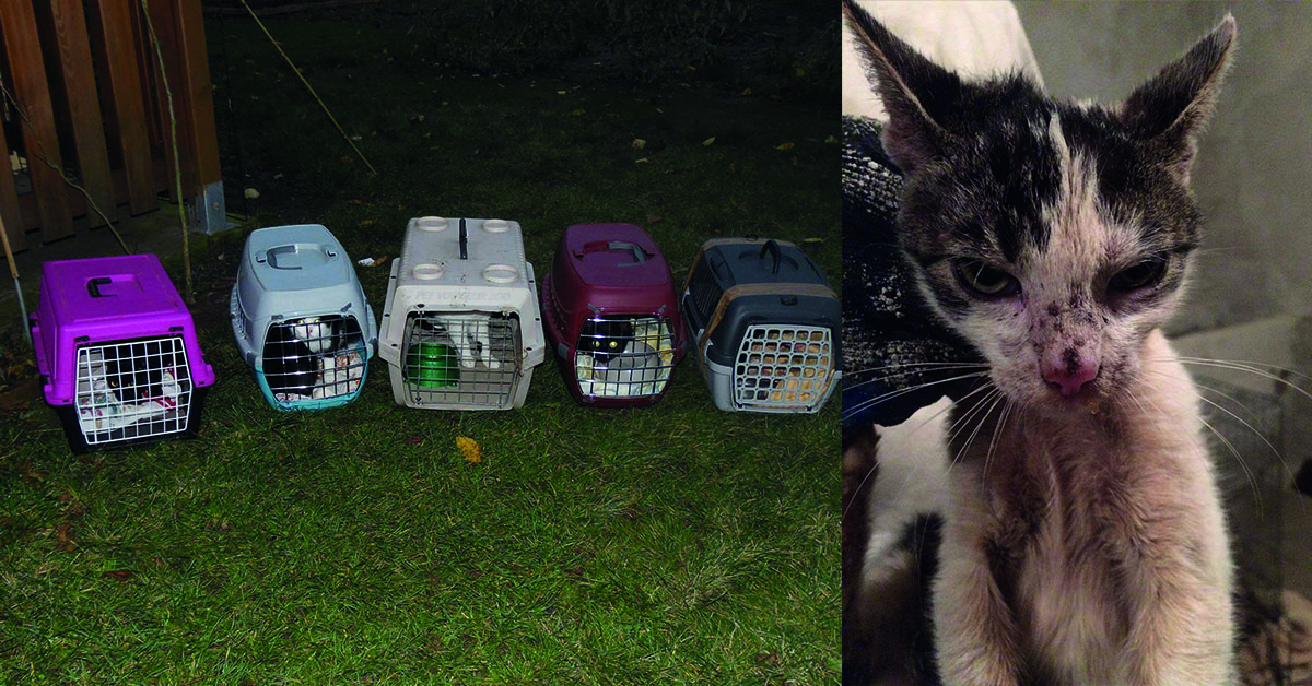 Animal G(h)ost apeluje: potrzebujemy pieniędzy na sterylizację kotów