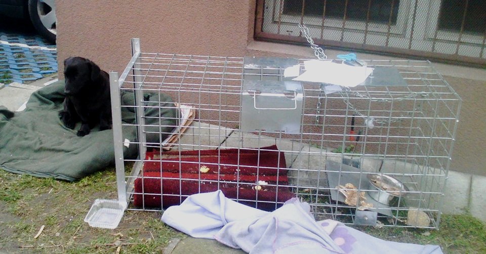 Kradzież, Czy Nieudany żart? D...
