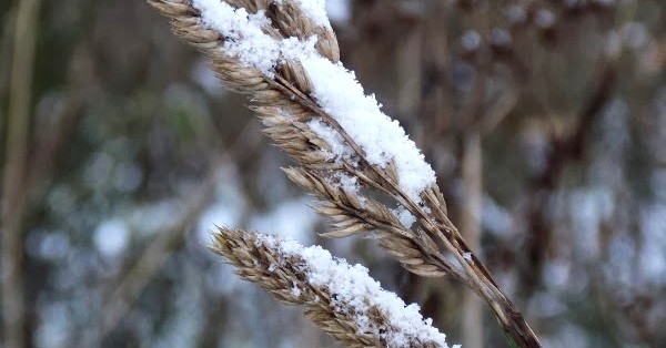 Możliwe opady śniegu. Prognoza dla Gostynina