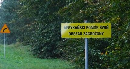 Asf Nadal Groźny. Jak Ochronić Z...