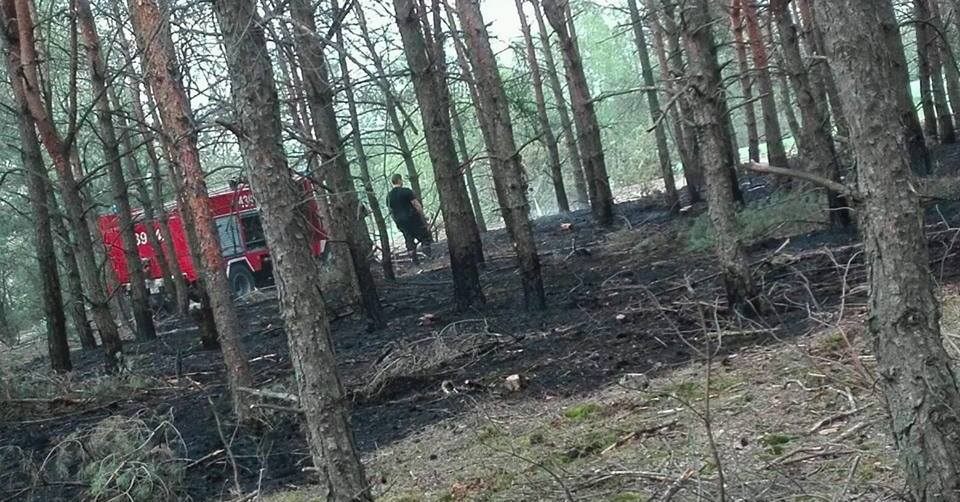 3 jednostki OSP walczyły z pożarem poszycia leśnego