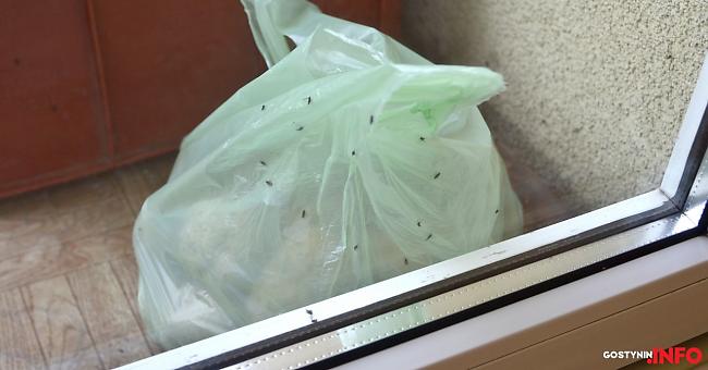 Podsumowanie tygodnia: plaga muszek, odsłonięcie muralu oraz kradzież gotówki