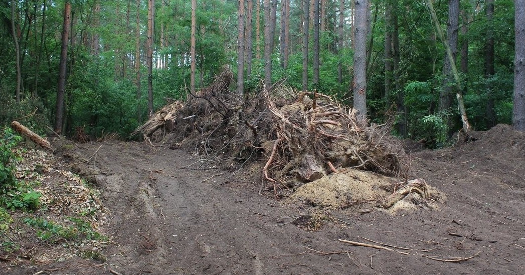 Alarm Czytelnika: Dewastacja lasu nad jeziorem Lucieńskim [ZDJĘCIA]