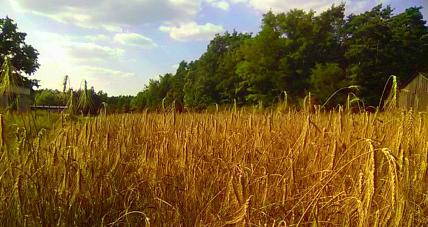 Susza Dotknęła Okolice Gostynina. C...
