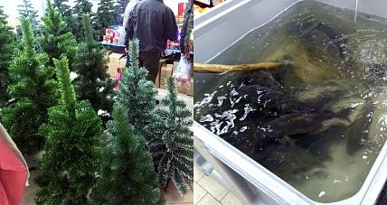 Choinki, Karpie, Prezenty....