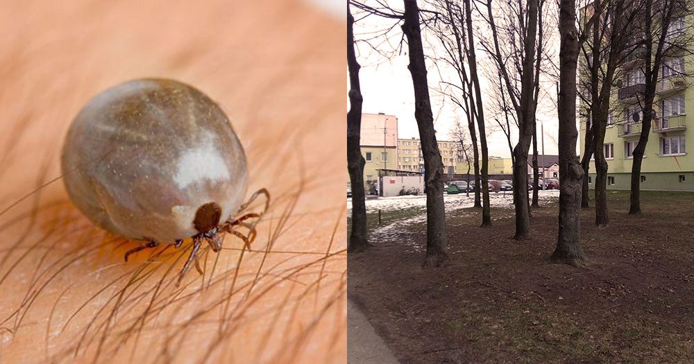 Kleszcze zaczęły żer. Są nawet w centrum miasta
