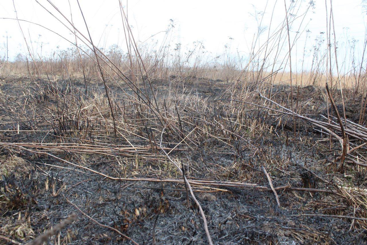 Podpalacze w akcji. Plaga pożarów przy obwodnicy [ZDJĘCIA]