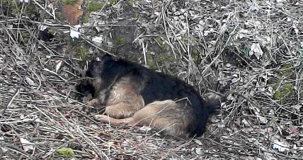 Porzucił W Lesie 6 Szczeniaków I...