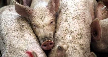 Stało Się. Cały Powiat Go...