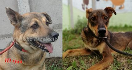 Gmina Szczawin Kościelny ...