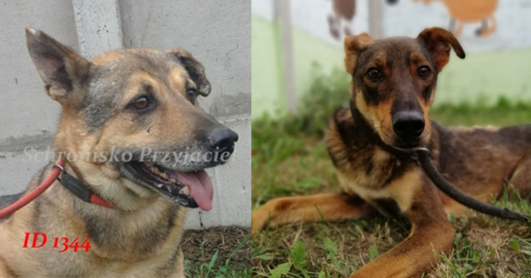 Gmina Szczawin Kościelny szuka chętnych do adopcji psów [ZDJĘCIA]