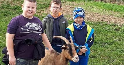 Dojenie Kóz I Zapach Wiejskiego ...