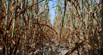 Pomoc Suszowa: Termin Składania ...