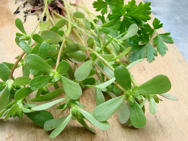  Ile kalorii ma portulaka? Nie uwierzysz