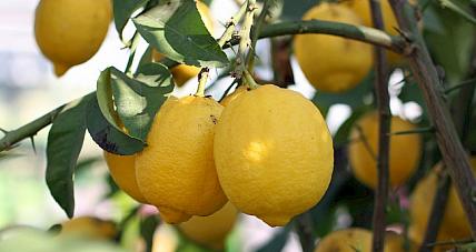 Czy Cytryna Ma Dużo Kalorii? ...