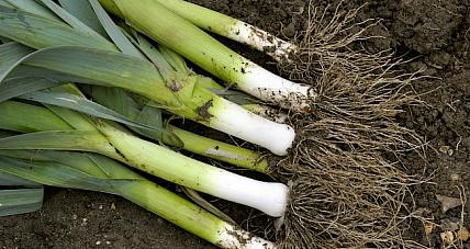 Jaka Jest Zawartość Kalorii W...