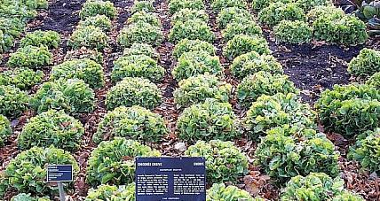 Sprawdzamy Wartość Energetyczną En...