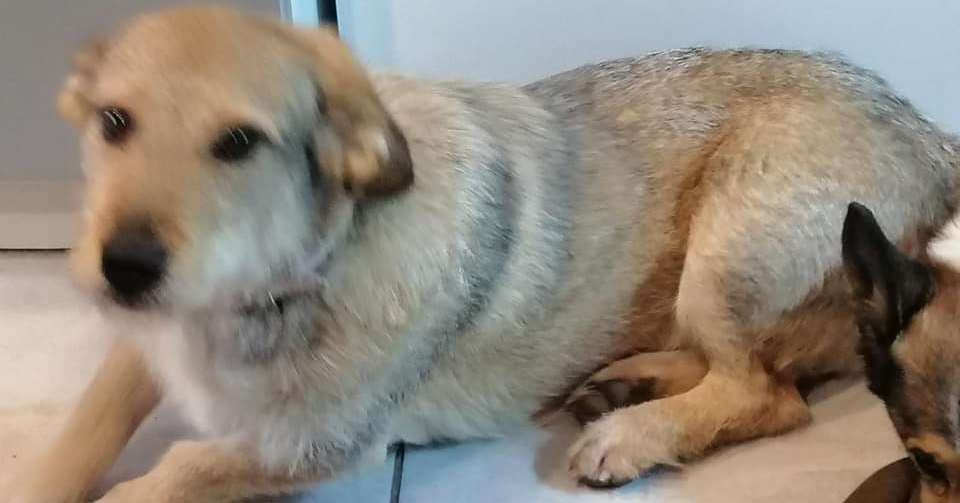 Suczka Marlenka czeka na adopcję [ZDJĘCIA]