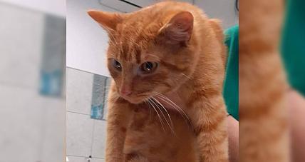 Poszukiwany Właściciel Kotka