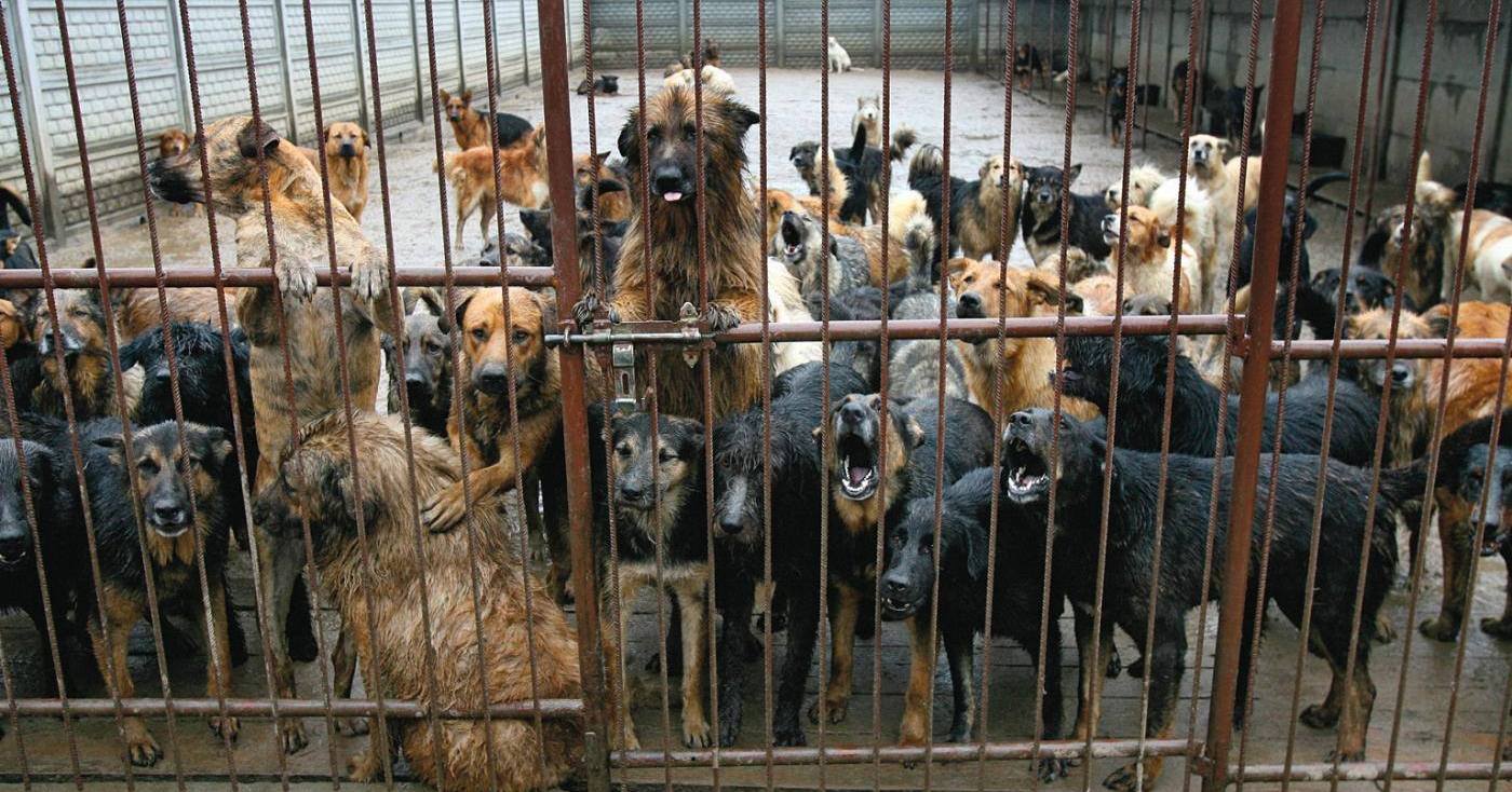 Gmina Szczawin Kościelny dba o zwierzęta. Ruszył program opieki nad zwierzętami bezdomnymi