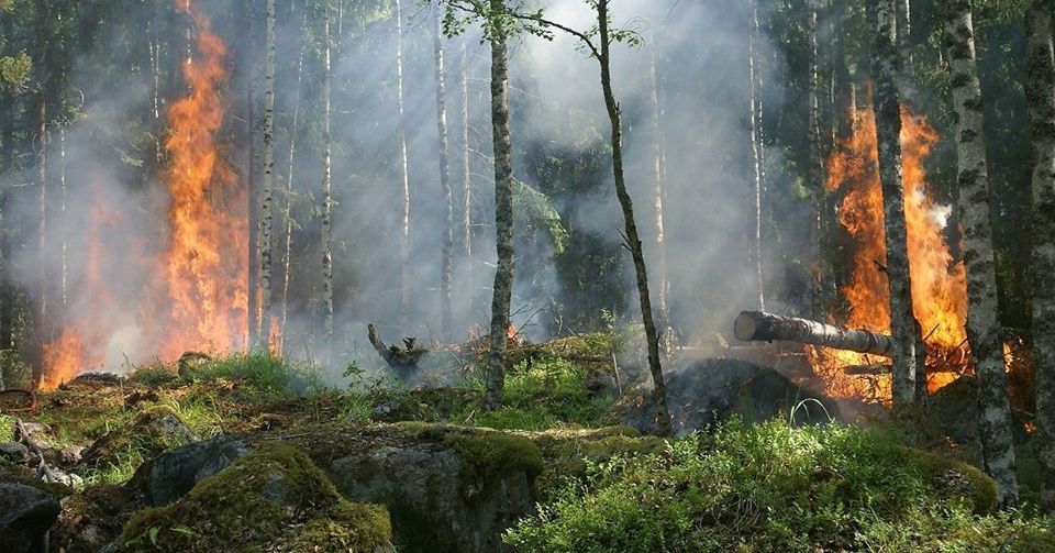 Stan zagrożenia pożarowego. Zachowajmy ostrożność w lasach