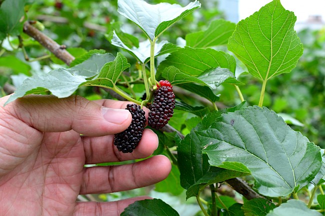  Ile kalorii ma morwa? Nie uwierzysz