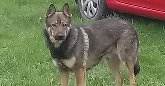 Po Trębkach błąka się pies. Czyja zguba? [ZDJĘCIA]