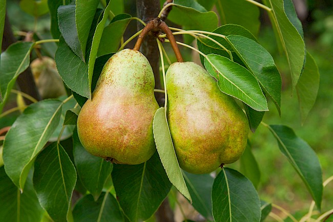 Ile kalorii jest w gruszce? My już wiemy