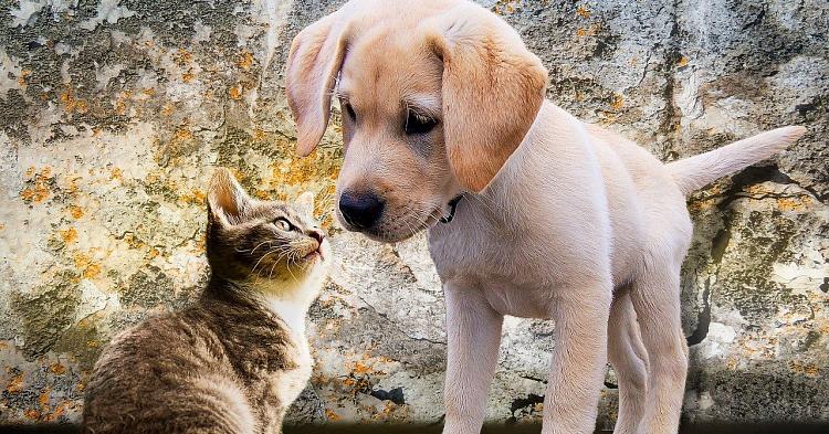 Dofinansowanie do kosztów sterylizacji zwierząt