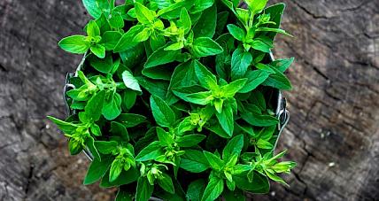  Ile Kalorii Ma Majeranek?...