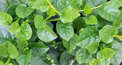 Ile Kalorii Jest W Wyćwiklinie? ...