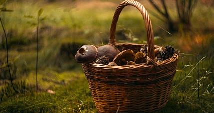 Jedz Grzyby, A Poprawisz M.in....