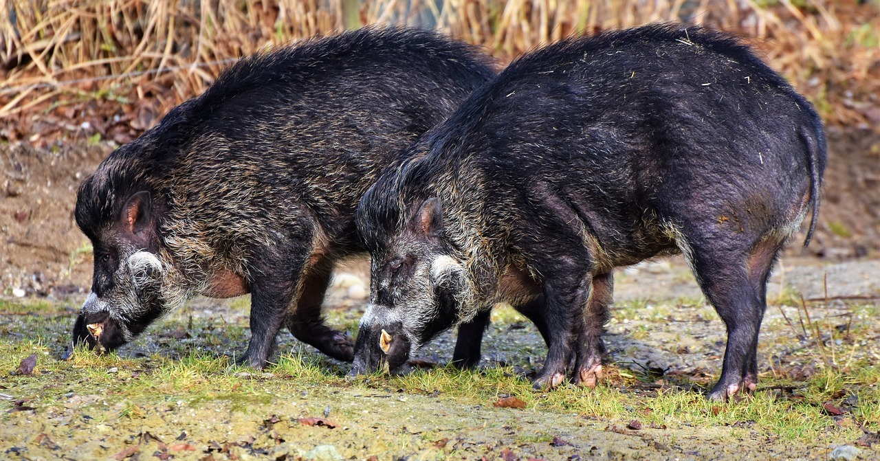 Znikoma skuteczność polowań na dziki w walce z ASF