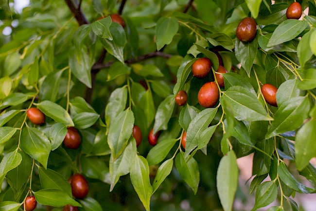  Ile kalorii ma głożyna pospolita? Nie uwierzysz