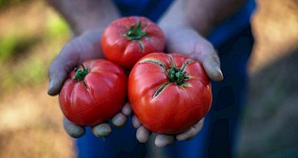 Zawartość Kalorii W Pomidorze. D...