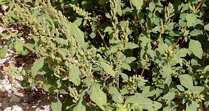 Kalorie W Komosie Piżmowej. ...