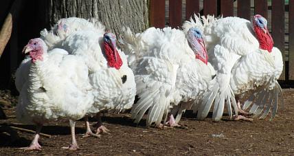 Ognisko Ptasiej Grypy W Sierakowie