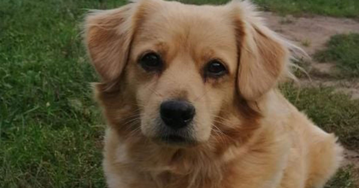 Zaginęła suczka Tina - może ją widziałeś?