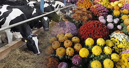 Agencja Wypłaca Pomoc Covidową Z...