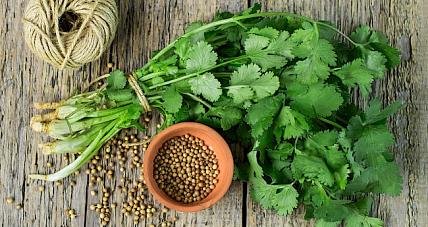 Zawartość Kalorii W Kolendrze. D...