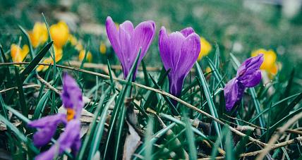 Pierwsze Oznaki Wiosny W Gostyninie...