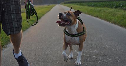 Wysokie Mandaty Za Spacer...