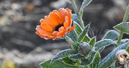 W Nocy Przygruntowe Przymrozki