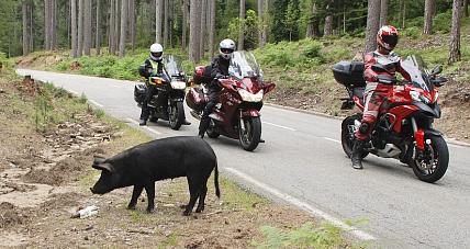 Gostynińscy Policjanci Ostrzegają: U...