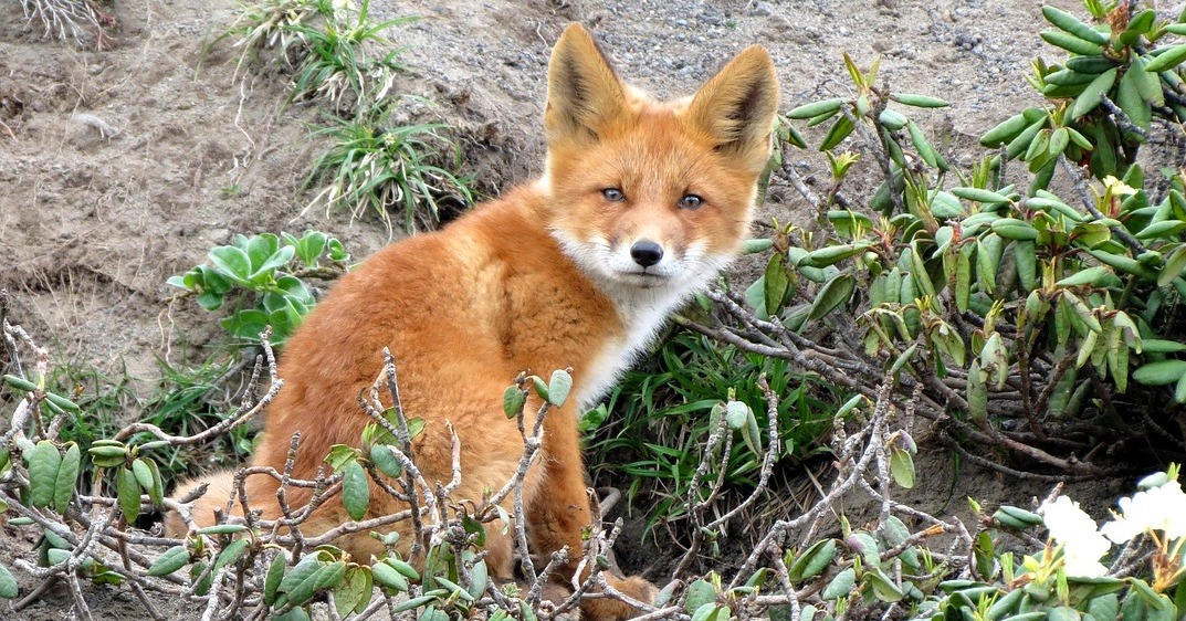 Kolejne przypadki wścieklizny u lisów wolno żyjących na terenie województwa mazowieckiego